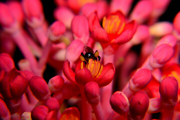 Bee activity, Pink flower and small black bee with blurry black background