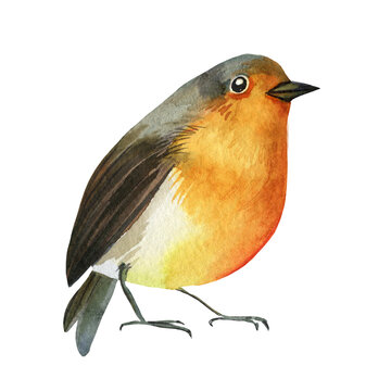 robin bird, watercolor drawing, boho illustration