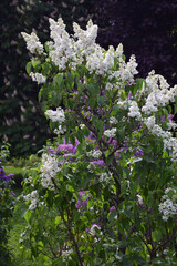 Lilac flowers in the garden