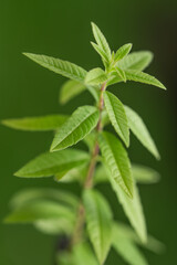 Lemon verbena
