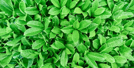 A large group of green colorful leaves 