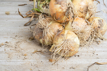 Freshly Unearthed Harvest Of Sweet White Onions