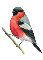 bullfinch watercolor drawing, boho illustration, botanical painting