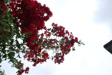 Crepe-myrtle. Crape Flower. Common Crape Myrtle. Indian lilac. Chinese Crape Myrtle. red flowers.