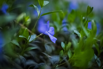 blue flower in the forest