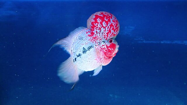 Flowerhorn Fish Aquarium Fish Flower horn Fish Flowerhorn Cichlid Fish