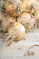 Freshly Unearthed Harvest Of Sweet White Onions