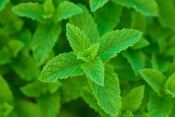 Fototapeta na wymiar Fresh mint plants