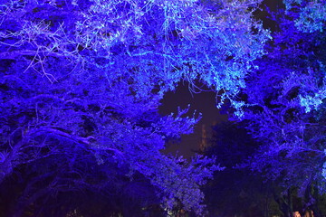 Obraz premium Blue Green Trees