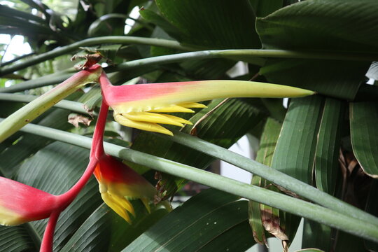Heliconia. Lobster-claws. leaf and flower. Heliconiaceae.  toucan beak. wild plantains. false bird-of-paradise.