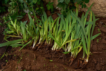 Green plant with roots ready for planting