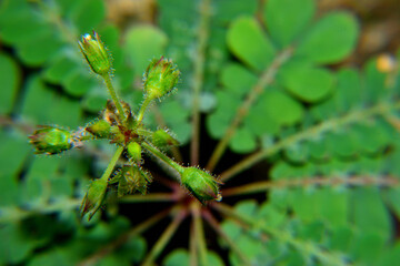 Nature, biophytum sensitivum leaf blurry background