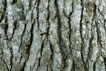 Obraz premium Brown trunk texture of spruce. The texture of spruce bark. Abstract form, background