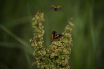 Ladybugs procreating
