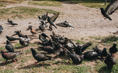 A flock, many colorful pigeons fly and fight for food and bread. Feeding the hungry birds. Photography, concept.