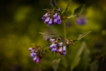 Fototapeta premium a flower