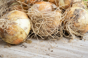Freshly Unearthed Harvest Of Sweet White Onions