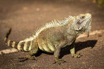Iguane de Guyane