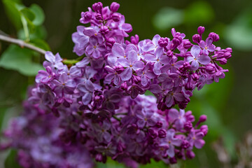 Obraz premium A close-up in a beautiful white and purple flower in a green background 