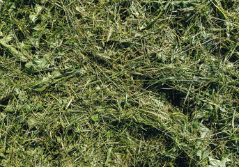 Texture of mowed, dry green grass and hay. Photography, concept.