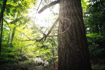 A dreamcatcher hanging in a tree in the forest
