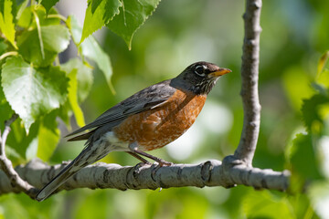 An American Robin in nature sitting a branch in a green background
