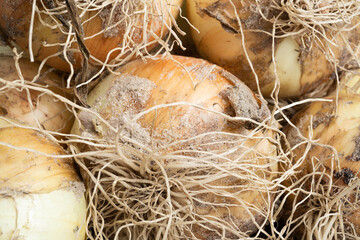 Freshly Unearthed Harvest Of Sweet White Onions