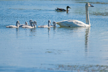 A Trumpeter Swan family, adult and chicks, swimming in a pond
