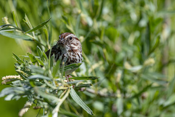 A Song Sparrow holding a bunch of insects in its mouth with a green background
