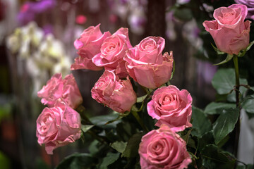 Beautiful purple-pink bouquet of roses with a blurry background in the store. festive theme for design. Valentines day or wedding. Wake of a young couple