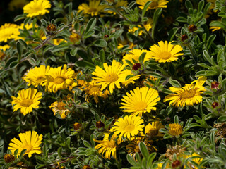 Yellow flowers blooming in summertime next to the promenade in Eastbourne