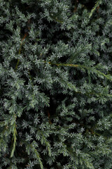 green abstract background conifer plant vertical photo