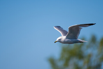 Fototapeta na wymiar An adult Ring-billed Gull flying in a blue background 