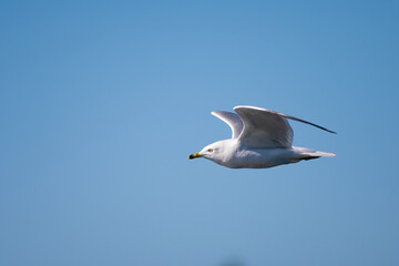 An adult Ring-billed Gull flying in a blue background
