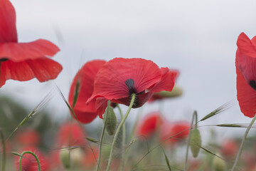 Obraz premium kwitnący kwiat maku