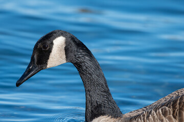 A Canada Goose swimming in a pond 
