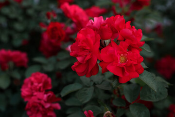 red roses on a green background. texture of flora