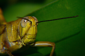 Close up of Yellow grasshoppers perched on tree trunks