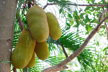 Green jackfruit on the tree