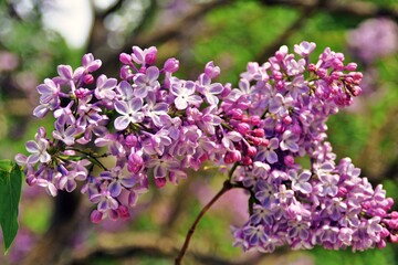 Lilac flowers in the garden