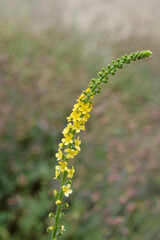 Fototapeta premium Common agrimony