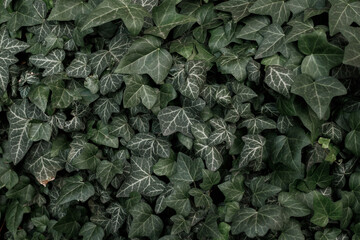 Fototapeta premium Green Ivy Texture and background