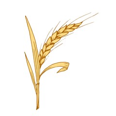 Hand-drawn simple color vector illustration. Ears of wheat, cereals, growing organic plants, agriculture, seasonal harvest. Food, bread, flour. For labels, shop, market.