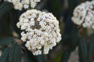 Wrinkled viburnum