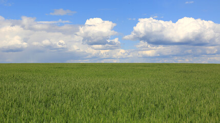 green agricultural meadow