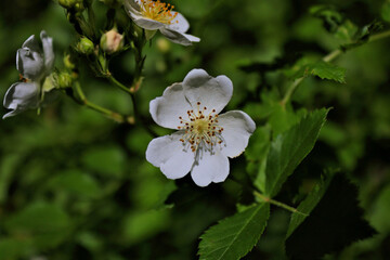 Perfect flower in the middle of the woods. 