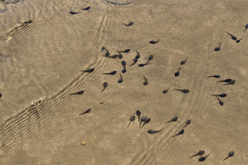 Tadpoles swimming in the creek. 