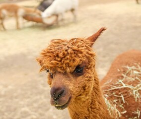 Obraz premium Alpaca with brown fur covered in grass and straw at an alpaca farm