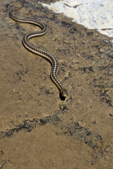 Snake sunbathing next to the creek. 