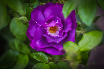purple roses in the garden